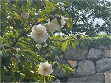 016-Nagoya-Castle