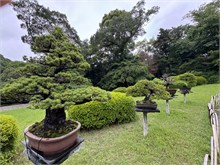 015-Meiji-Jinga