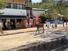 017-Miyajima-Island