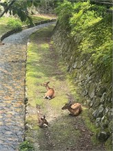 077-Miyajima-Island