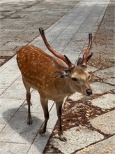 045-Nara