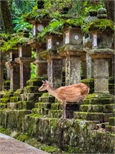 009-Kasuga-Grand-Shrine