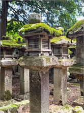 012-Kasuga-Grand-Shrine