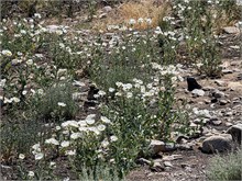 018-Great_Basin_Ntl_Prk