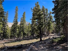 034-Great_Basin_Ntl_Prk