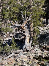 044-Great_Basin_Ntl_Prk