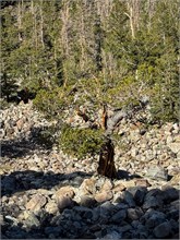 049-Great_Basin_Ntl_Prk