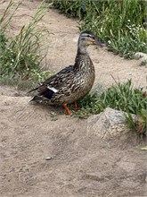 018-Lake_Mary_Hike