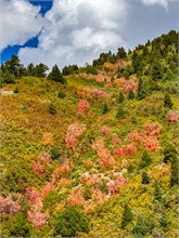 004-Fall-Color