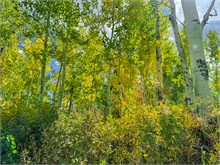 008-Fall-Color