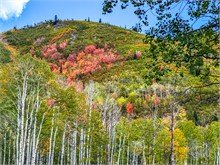 009-Fall-Color