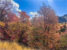 023-Fall-Color