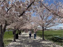 09-Cherry
