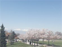 14-Cherry