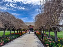 01-Tulip_Festival