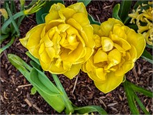 03-Tulip_Festival
