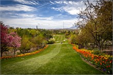 04-Tulip_Festival