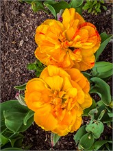 06-Tulip_Festival