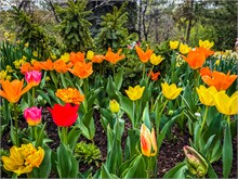 07-Tulip_Festival