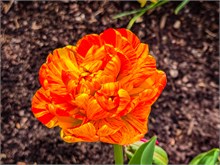 08-Tulip_Festival