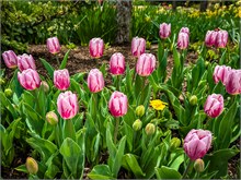 10-Tulip_Festival