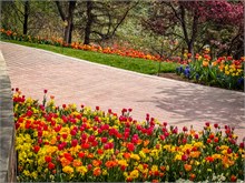 12-Tulip_Festival