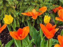 13-Tulip_Festival
