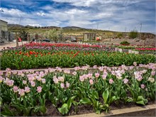 14-Tulip_Festival