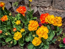 15-Tulip_Festival