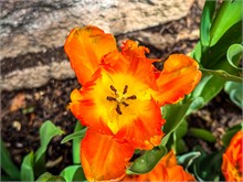 16-Tulip_Festival