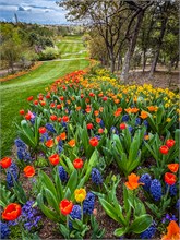 17-Tulip_Festival
