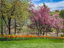 18-Tulip_Festival