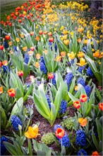 19-Tulip_Festival
