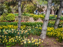 20-Tulip_Festival
