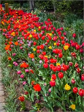21-Tulip_Festival