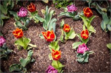 22-Tulip_Festival