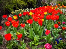 23-Tulip_Festival