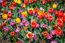 24-Tulip_Festival