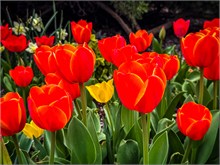 25-Tulip_Festival