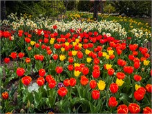 26-Tulip_Festival