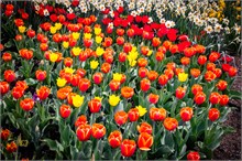 27-Tulip_Festival
