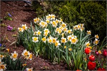 28-Tulip_Festival
