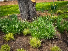 29-Tulip_Festival