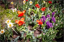 30-Tulip_Festival