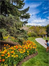 31-Tulip_Festival