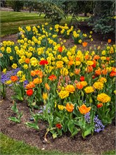 32-Tulip_Festival