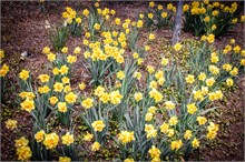33-Tulip_Festival
