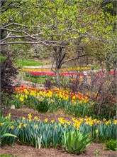 34-Tulip_Festival