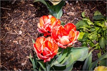 36-Tulip_Festival