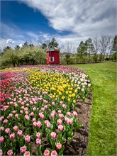 37-Tulip_Festival